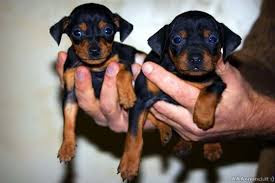 Come fare soldi allevando cani: i Pinscher