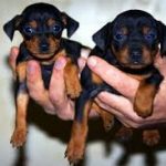 Allevamento di cani Pinscher: una possibilità di lavoro