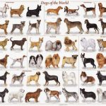 Come Aprire un Allevamento di Cani e Guadagnare con Poche Spese
