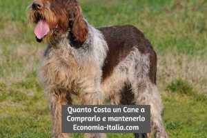 Quanto Costa un Cane: Comprare e Mantenere un Cane 2023