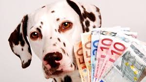 Quanto costa un cane: prezzo per comprare e mantenere un amico a 4 zampe