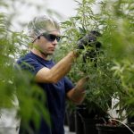 L'Industria di Marijuana Sta Creando Posti di Lavoro Più Velocemente di Tutte le altre in USA