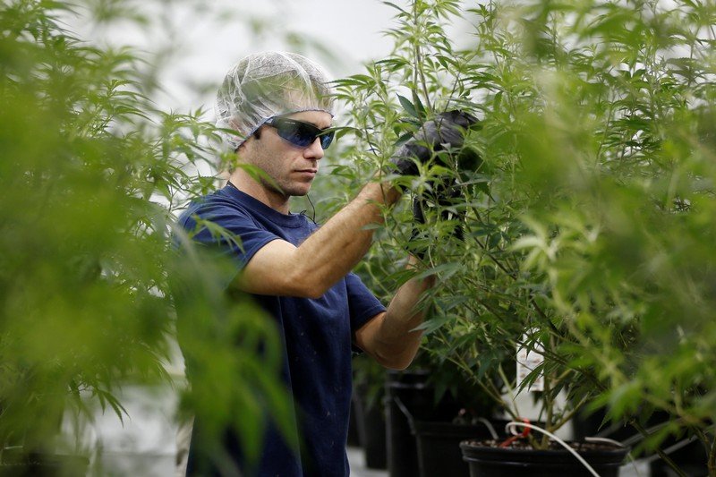 L'Industria di Marijuana Sta Creando Posti di Lavoro Più Velocemente di Tutte le altre in USA