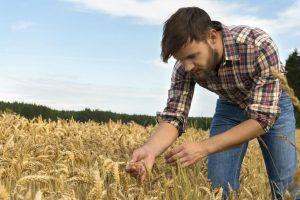 Colture Più Redditizie Per Piccole Aziende Agricole