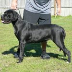 Cane Corso Italiano: Prezzo, Come Tenerlo ed Averne Cura