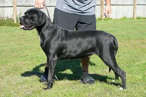 Cane Corso Italiano: Prezzo, Come Tenerlo ed Averne Cura