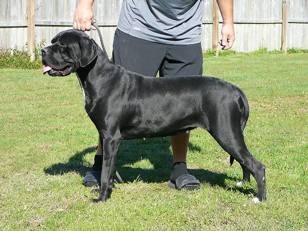 Cane Corso Italiano: Prezzo, Come Tenerlo ed Averne Cura