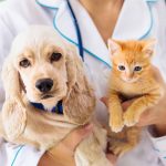 Come Diventare Assistente Tecnico Veterinario senza Laurea