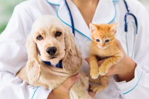 Come Diventare Assistente Tecnico Veterinario senza Laurea