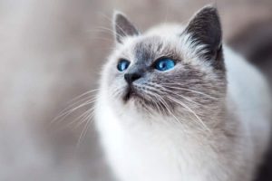 Quanto Costa Mantenere un Gatto? Quanto si Spende a Comprare un Micio