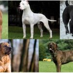 Elenco Razze Canine Vietate Per Paese nel Mondo