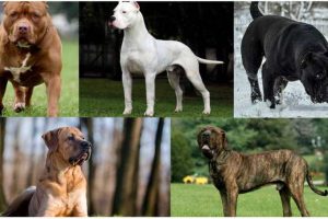 Elenco Razze Canine Vietate Per Paese nel Mondo