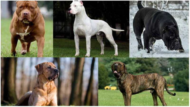 Elenco Razze Canine Vietate Per Paese nel Mondo