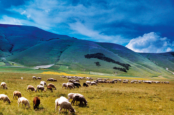 fioritura castelluccio di norcia 