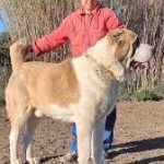 ALABAI: Costo e Leggi sul cane più pericoloso del mondo