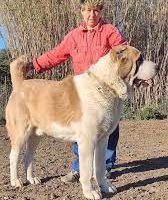 ALABAI: Costo e Leggi sul cane più pericoloso del mondo