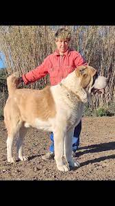 ALABAI: Costo e Leggi sul cane più pericoloso del mondo